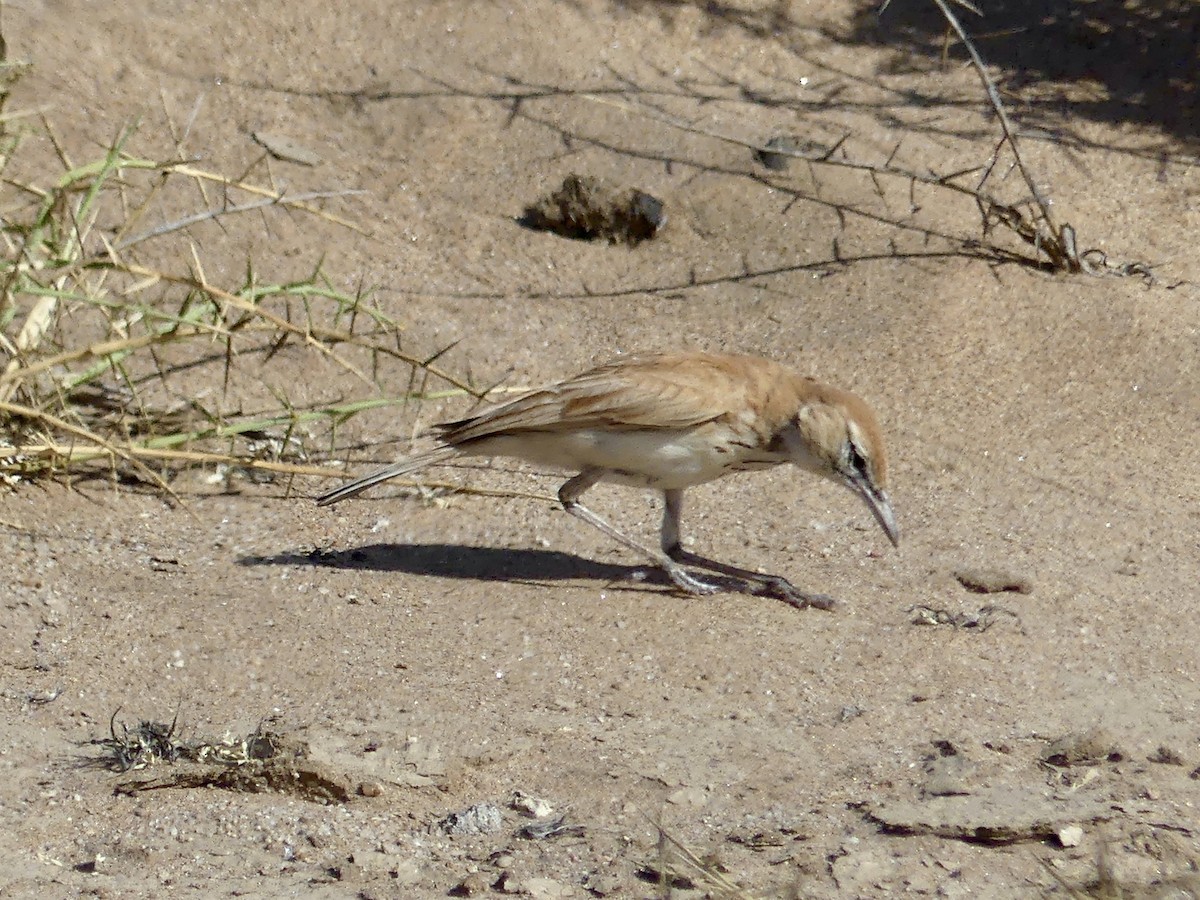 Alondra de las Dunas (erythrochlamys) - ML646967805