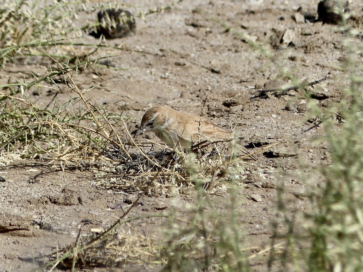Alondra de las Dunas (erythrochlamys) - ML646967806