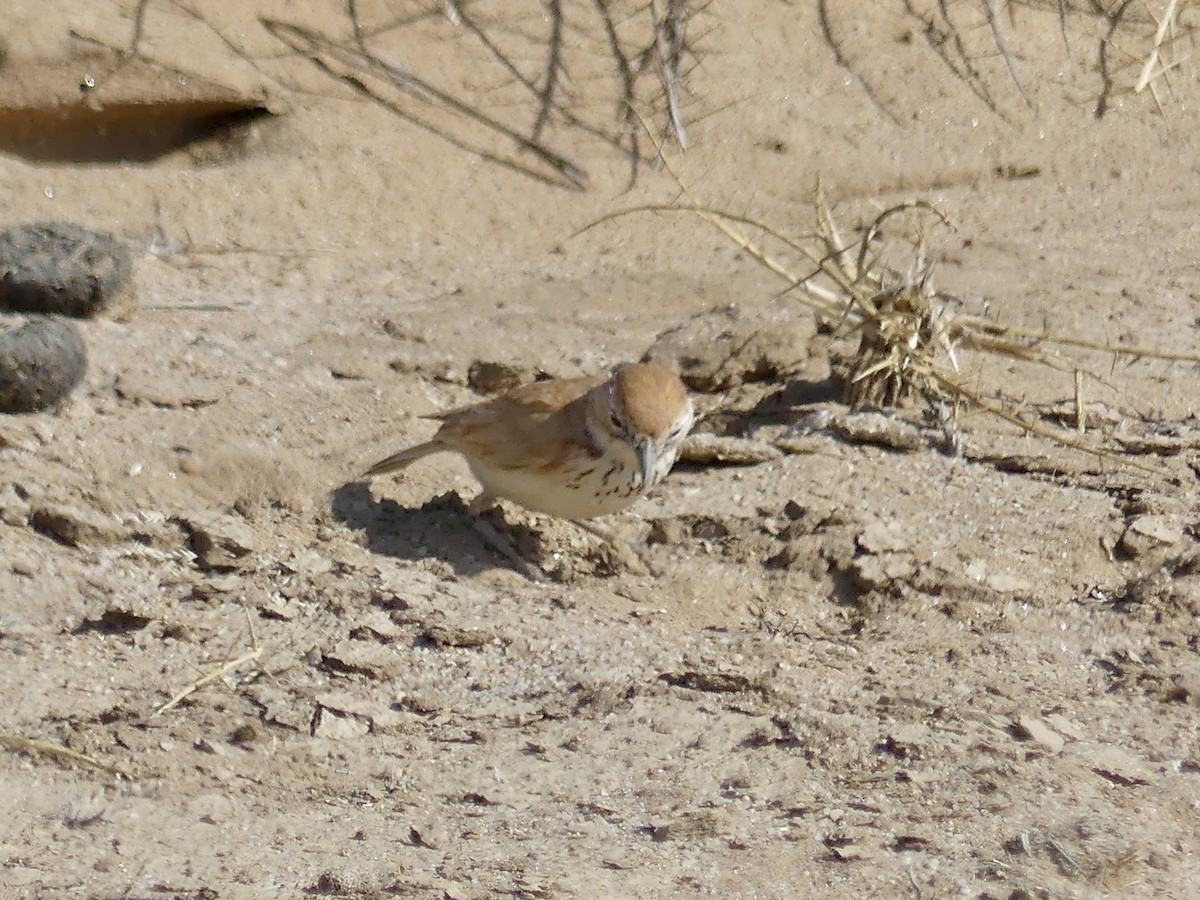 Alondra de las Dunas (erythrochlamys) - ML646967807