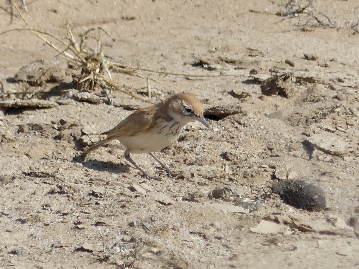 Alondra de las Dunas (erythrochlamys) - ML646967808