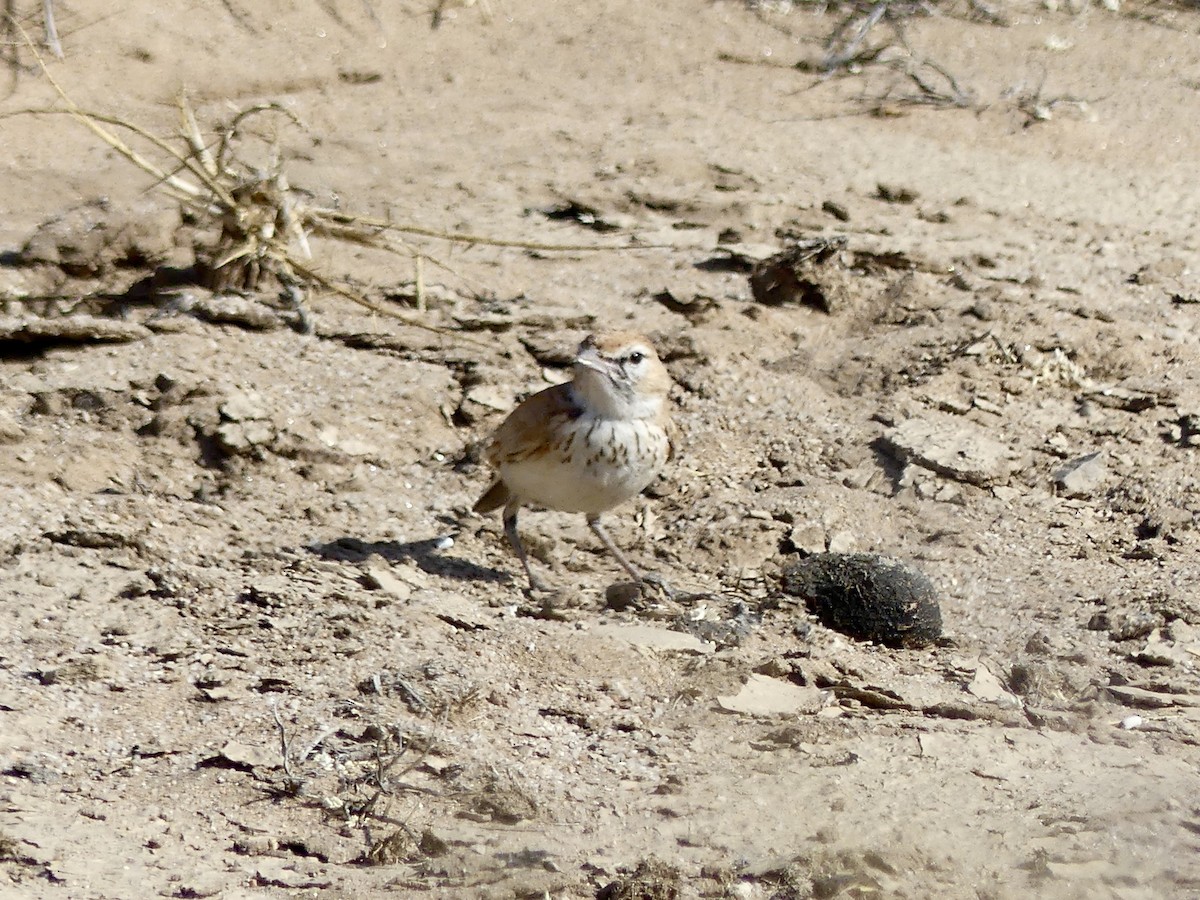 Alondra de las Dunas (erythrochlamys) - ML646967809