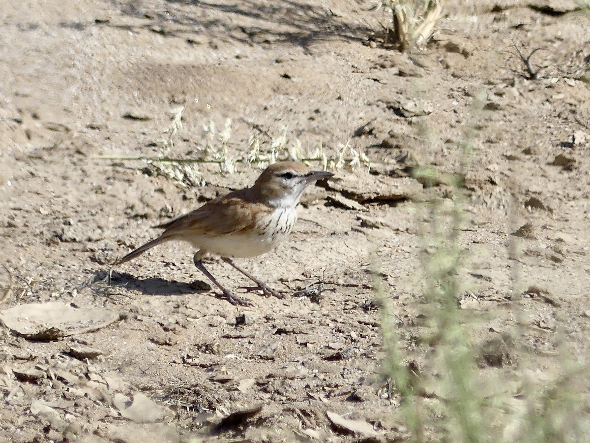 Alondra de las Dunas (erythrochlamys) - ML646967810