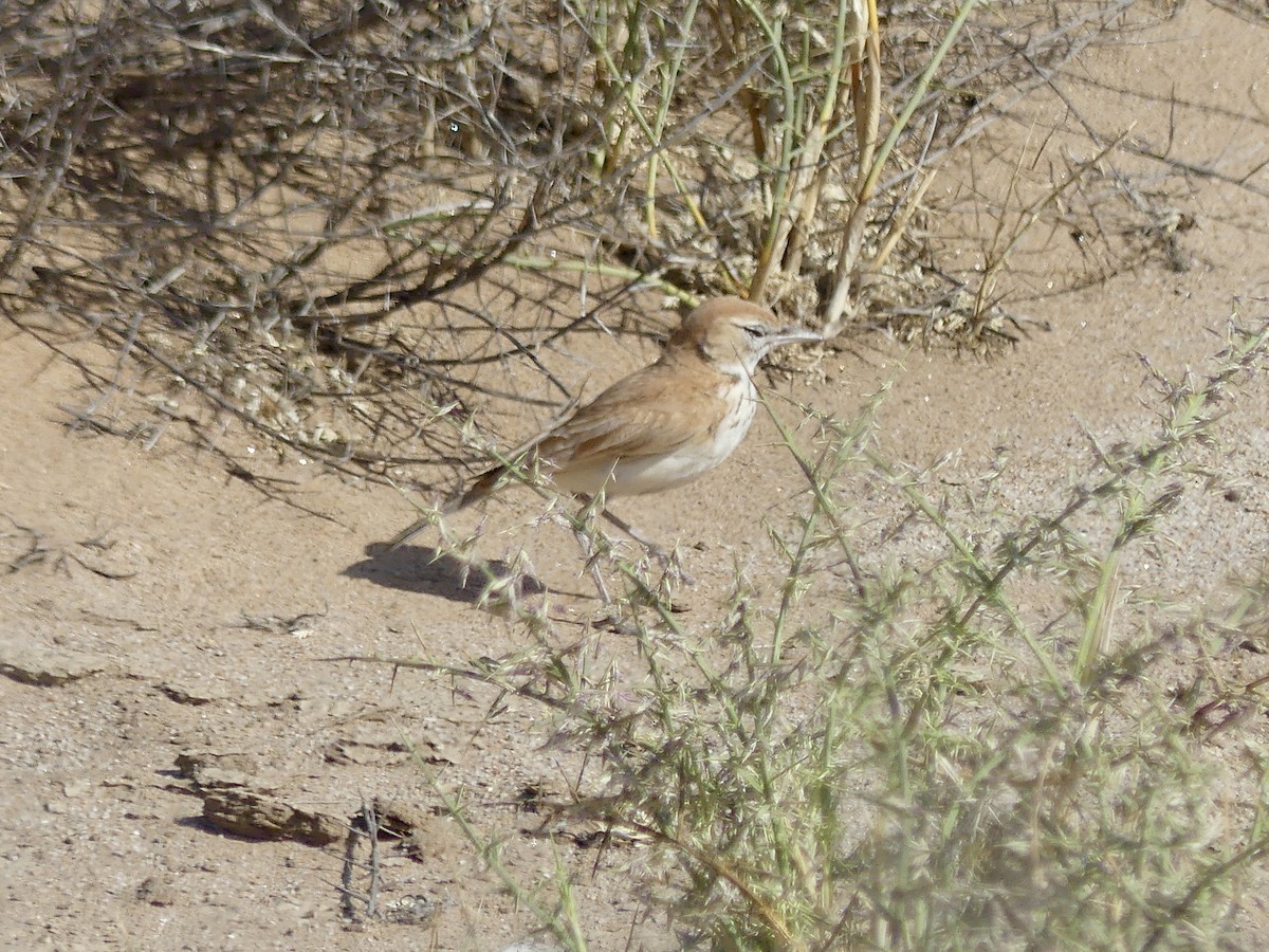 Alondra de las Dunas (erythrochlamys) - ML646967811