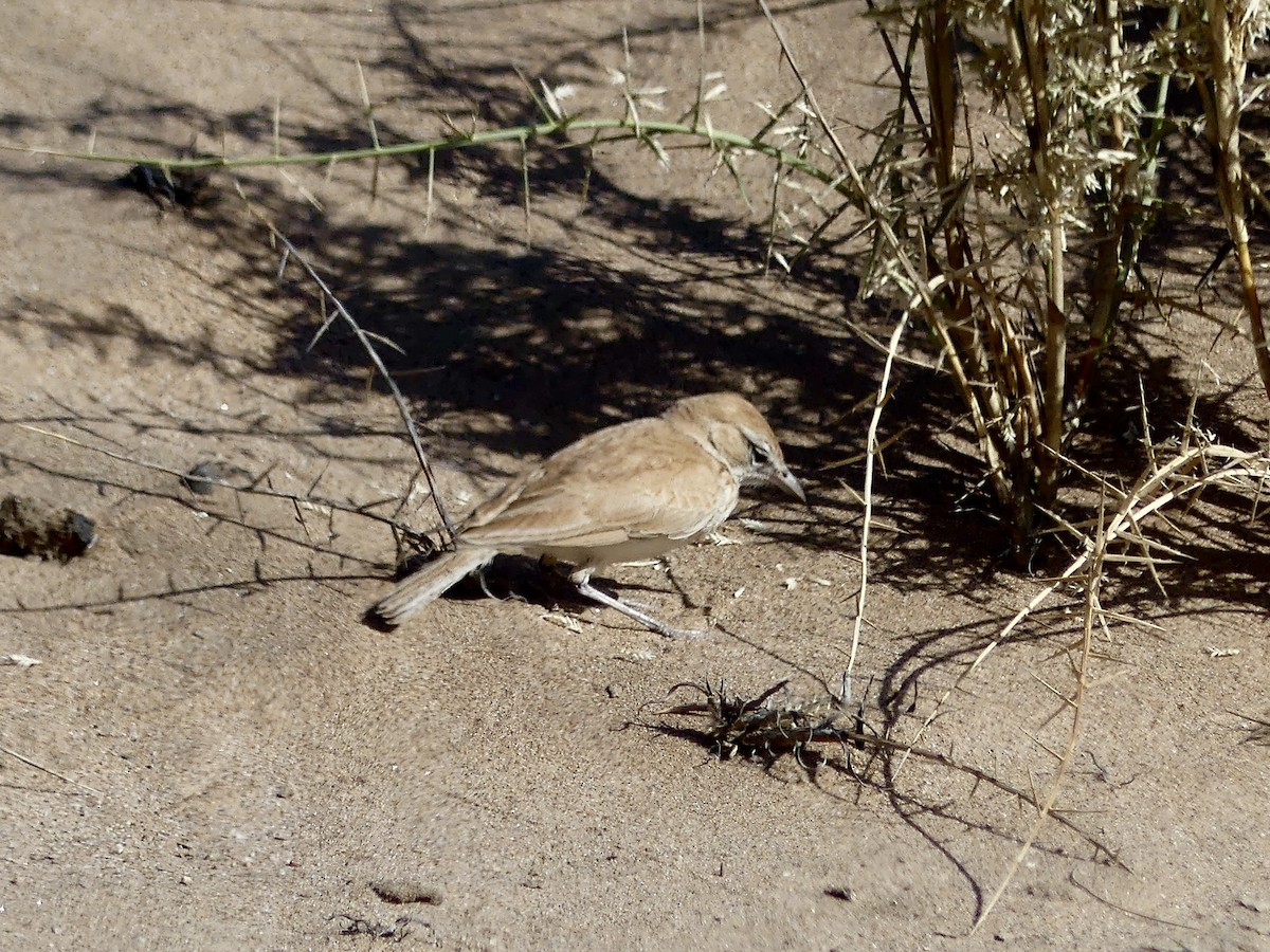 Alondra de las Dunas (erythrochlamys) - ML646967812