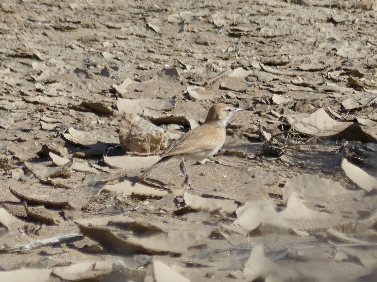 Alondra de las Dunas (erythrochlamys) - ML646967813