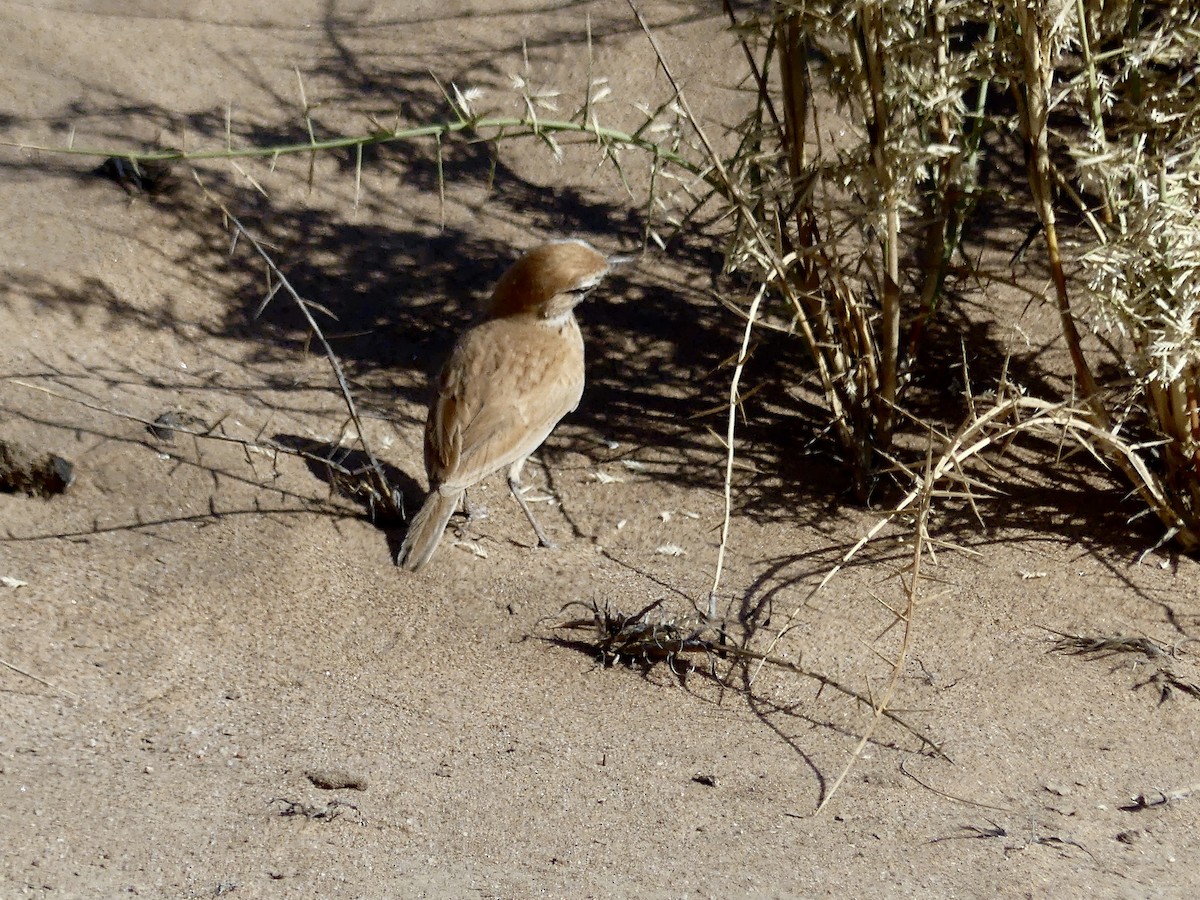Alondra de las Dunas (erythrochlamys) - ML646967814