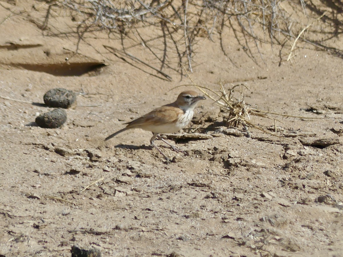 Alondra de las Dunas (erythrochlamys) - ML646967815