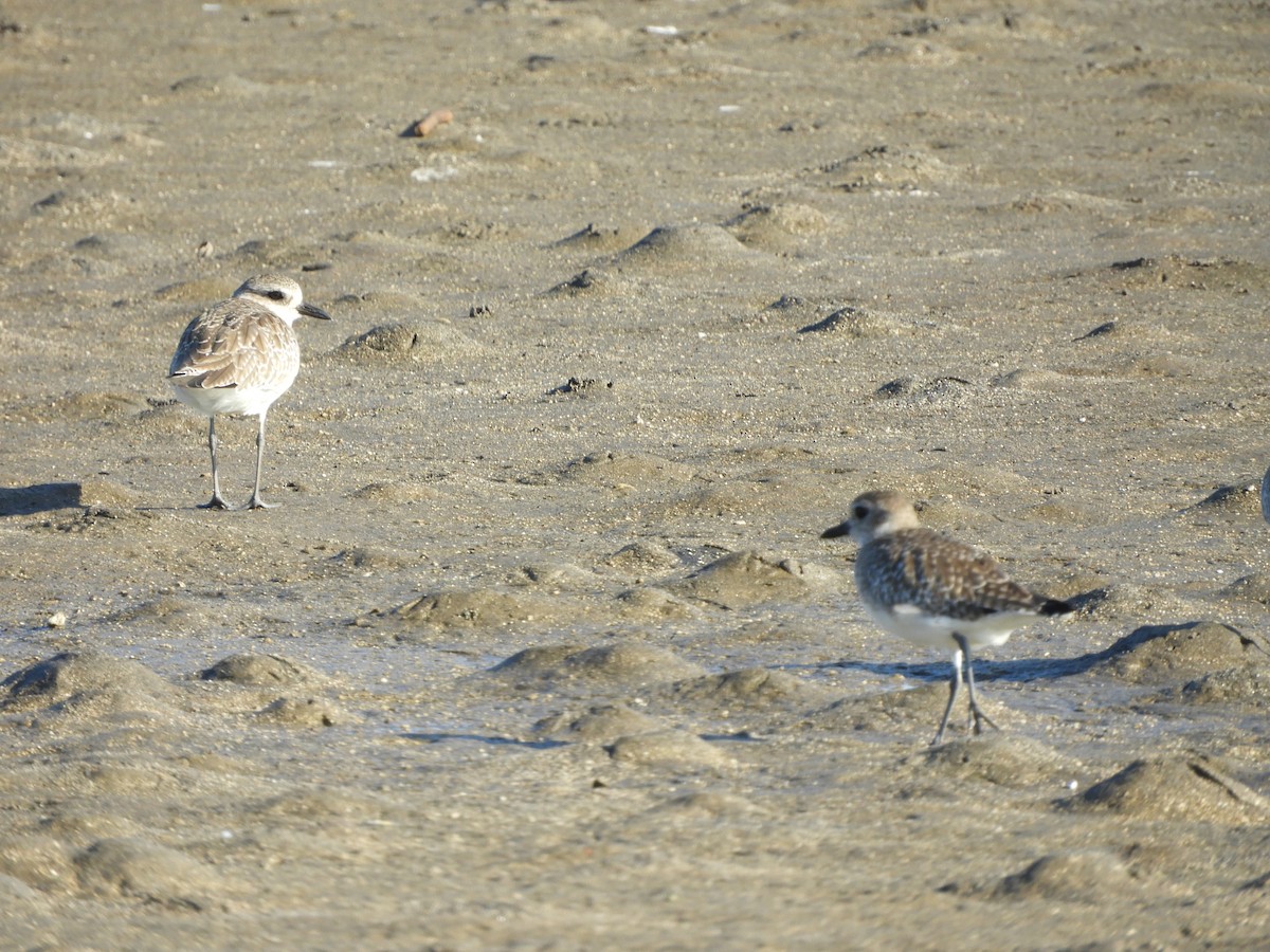 Gümüş Yağmurcun - ML646967817