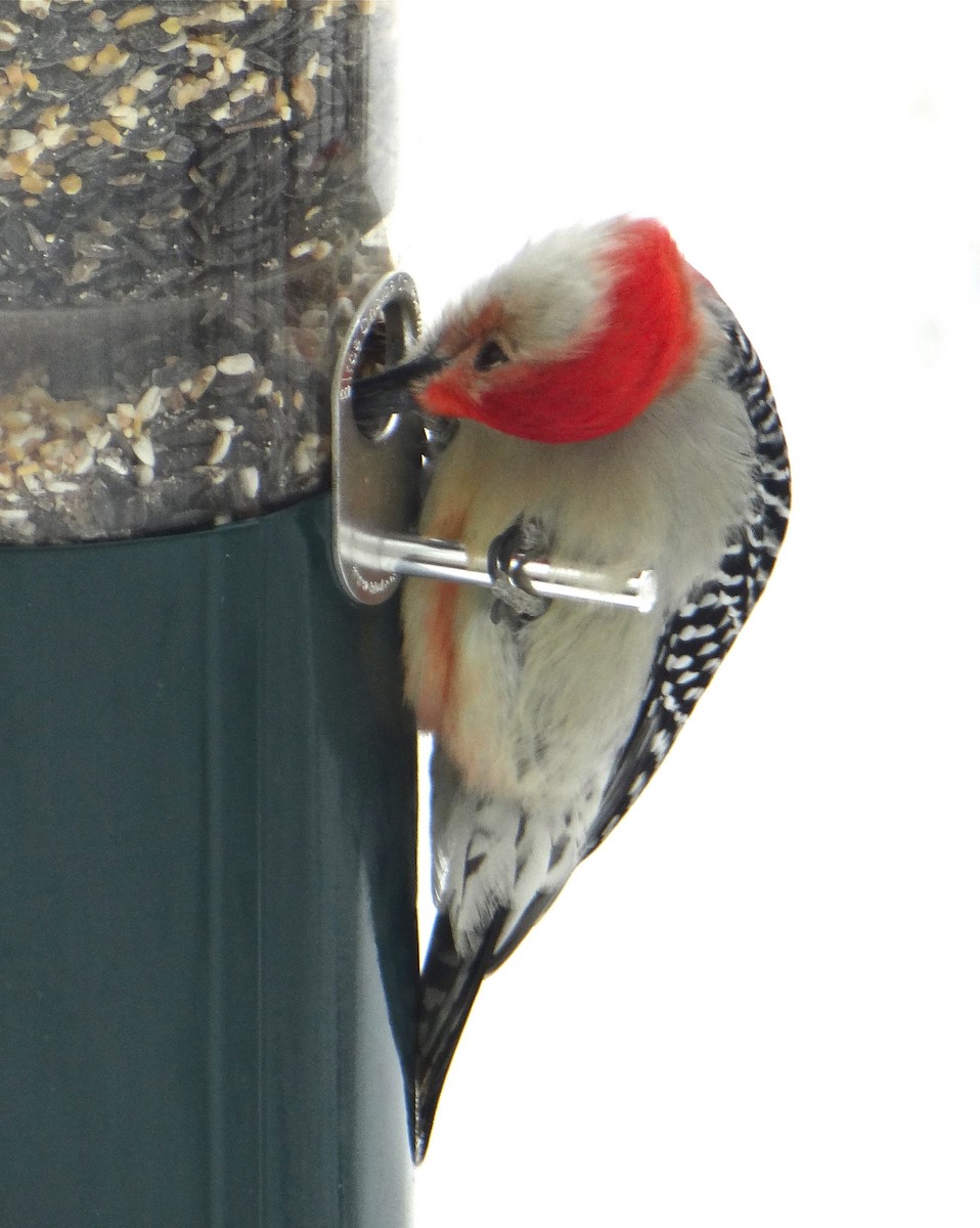 Red-bellied Woodpecker - ML646967818