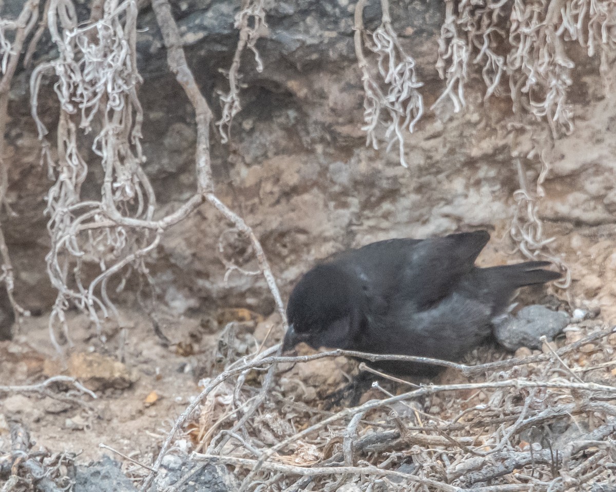 Малый галапагосский вьюрок - ML646967819