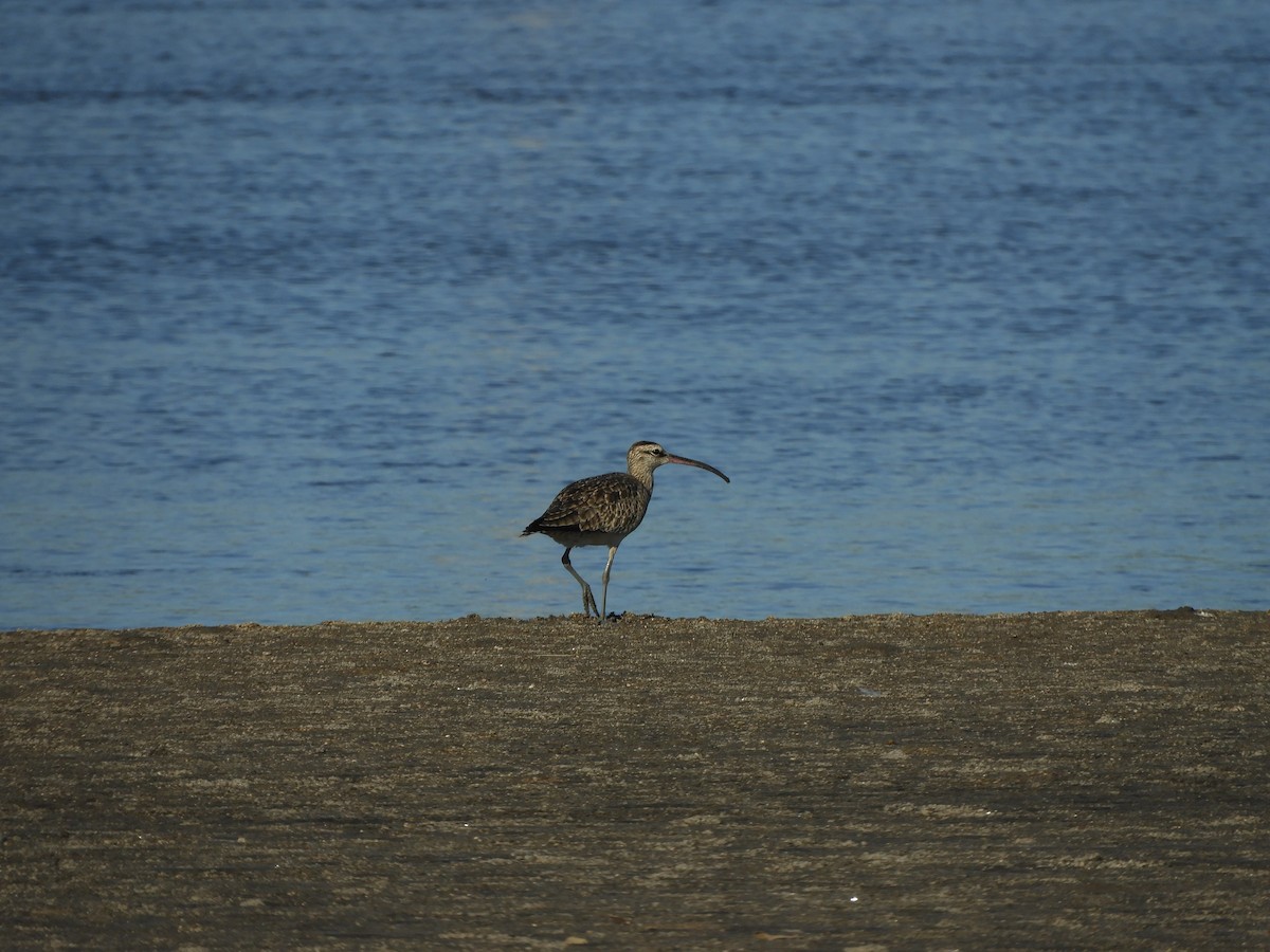 Kurlinta amerikarra - ML646967820