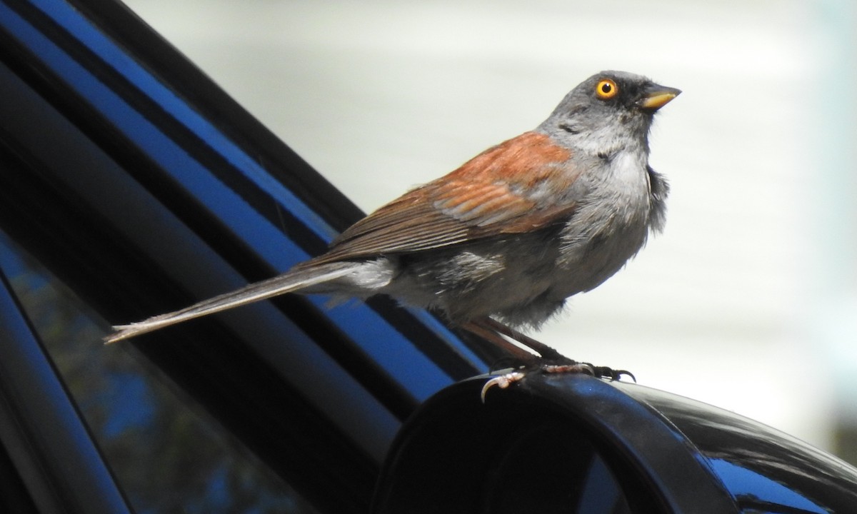Yellow-eyed Junco - ML646967824