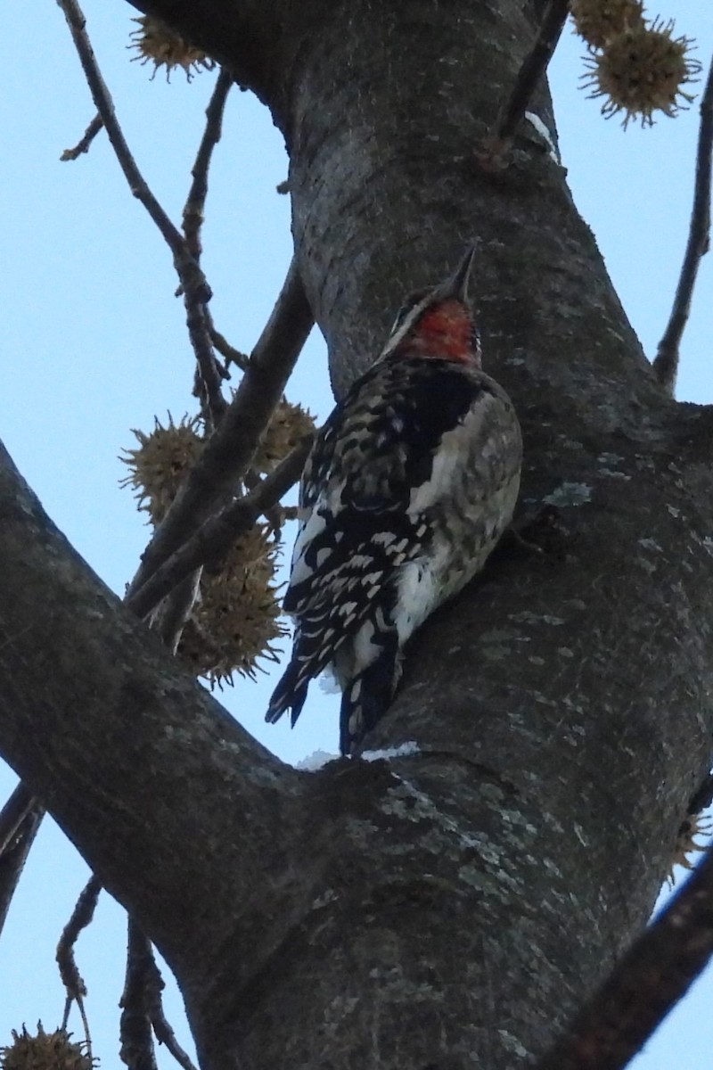 Gelbbauch-Saftlecker - ML646967827