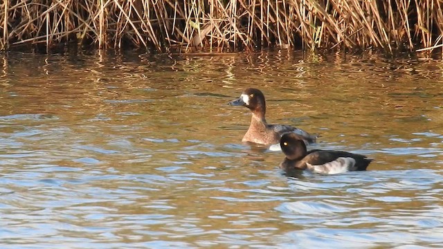 Чернь морська - ML646967832