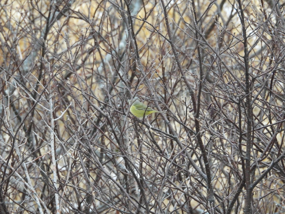 Turuncu Taçlı Ötleğen - ML646967833