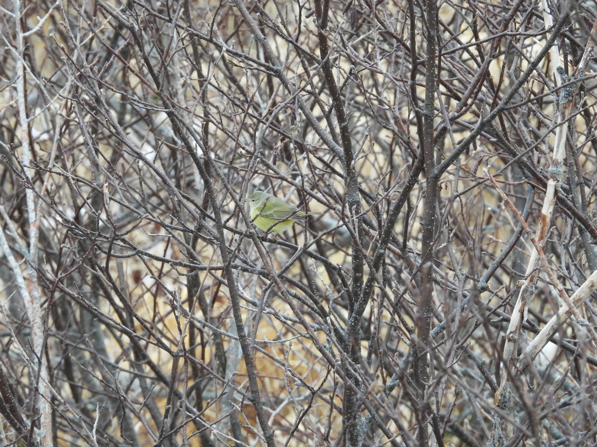 Turuncu Taçlı Ötleğen - ML646967834