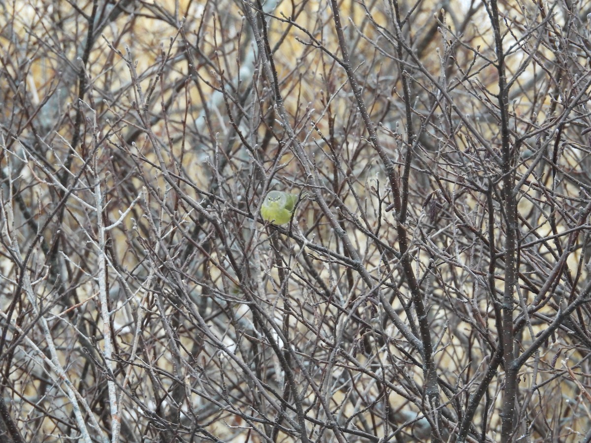 Turuncu Taçlı Ötleğen - ML646967835