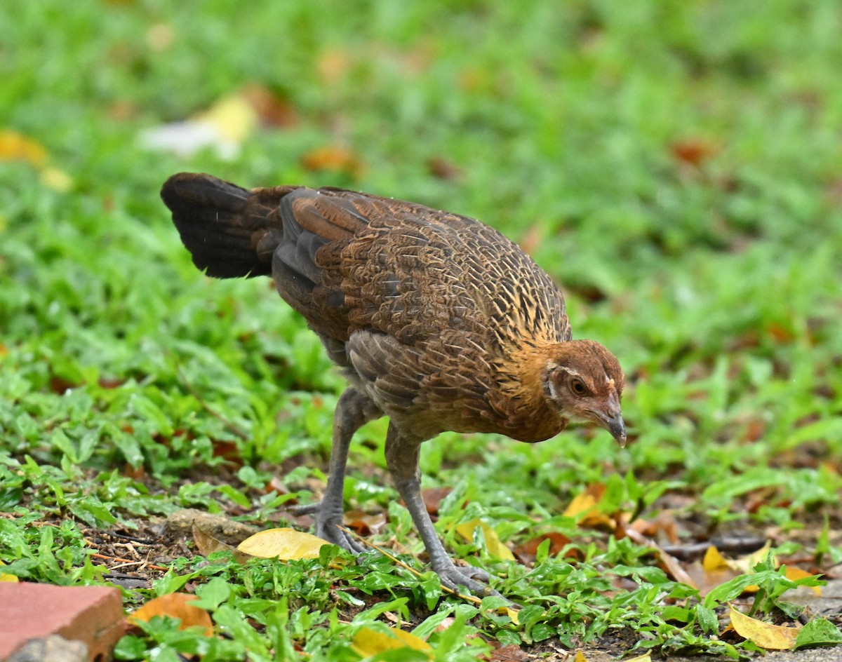 Yaban Tavuğu (evcil tip) - ML646967836