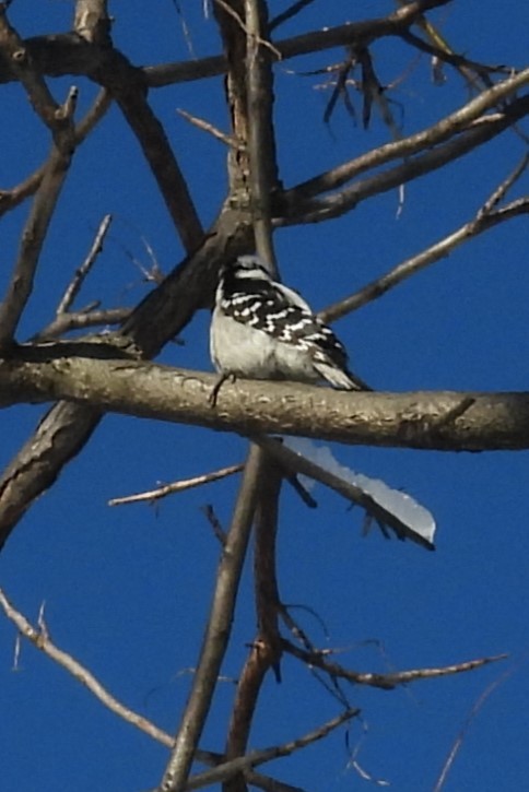 Dunenspecht - ML646967837