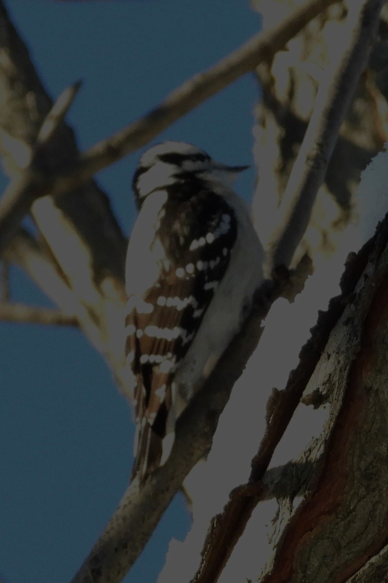 Dunenspecht - ML646967838