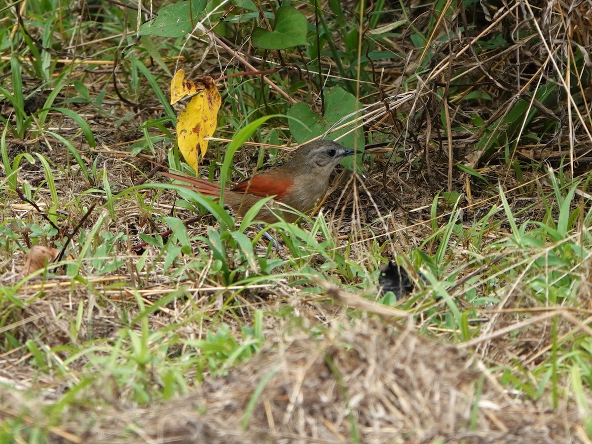 Açık Suratlı Dikenkuyruk - ML646967839