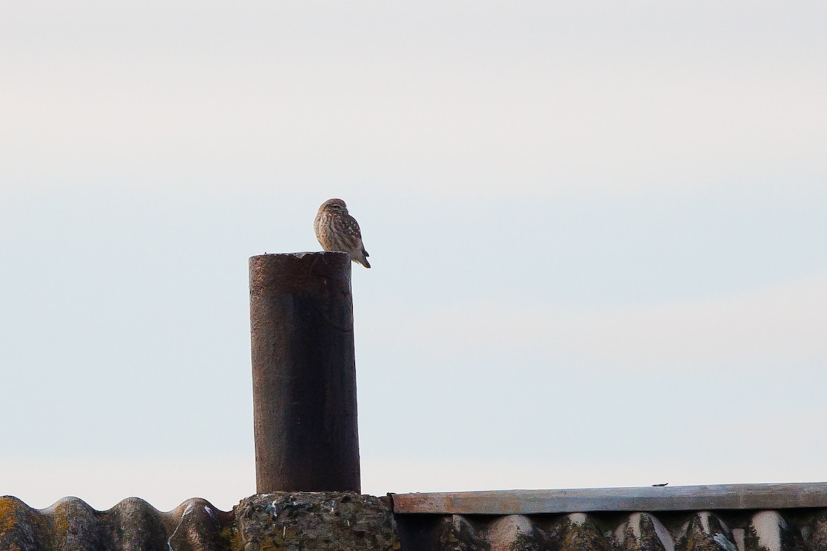 Mochuelo Europeo - ML646967842