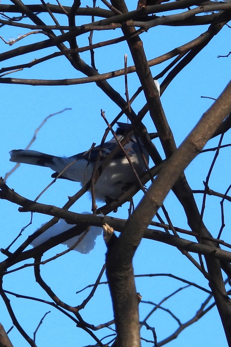 Mavi Karga - ML646967846