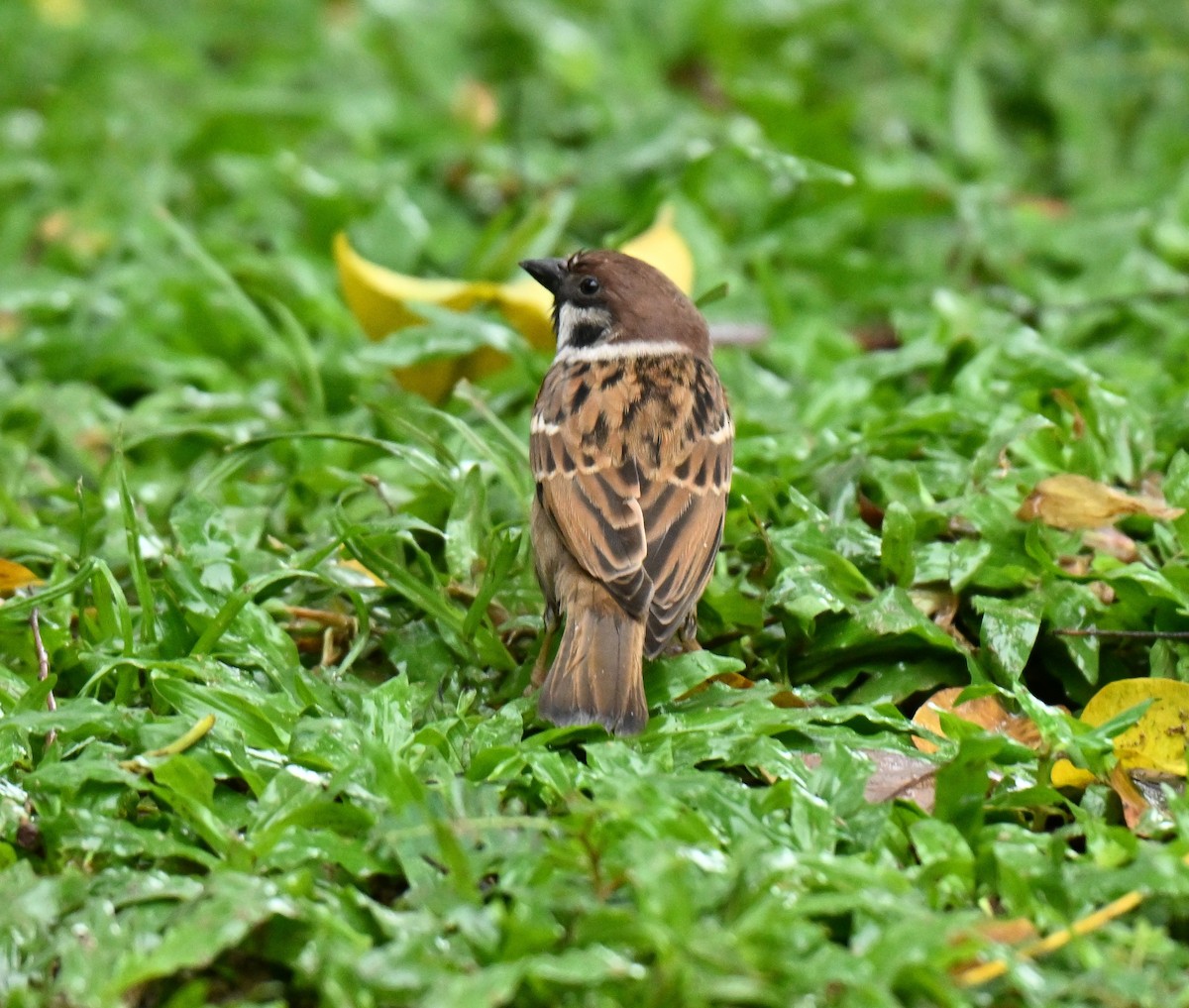 Ağaç Serçesi - ML646967847