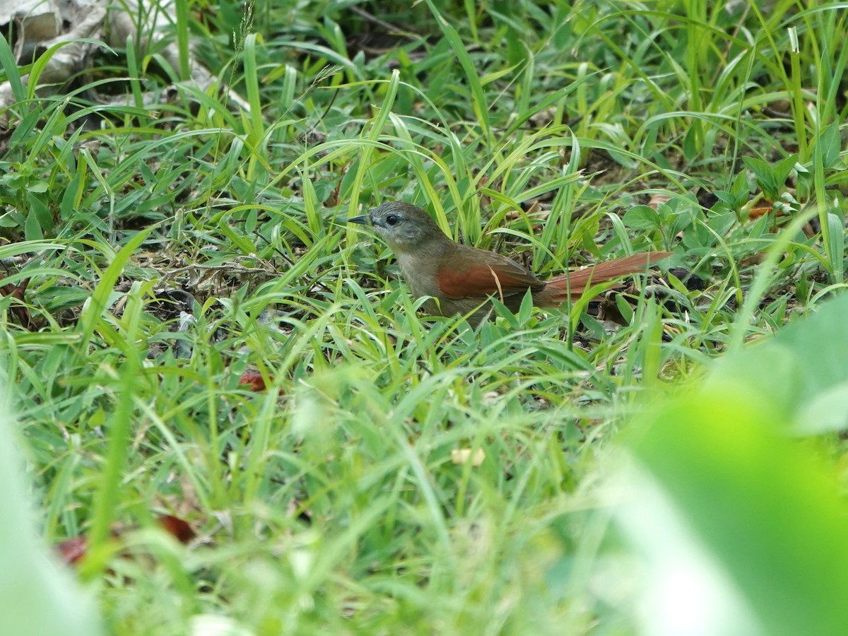 Açık Suratlı Dikenkuyruk - ML646967848