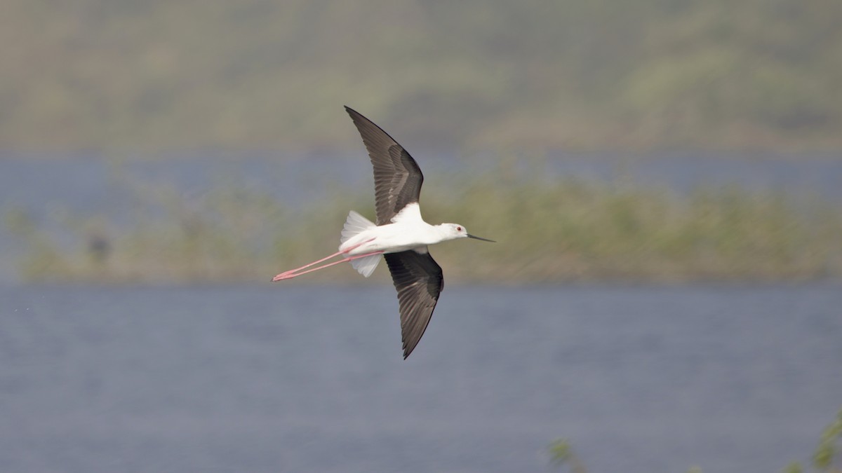 Uzunbacak - ML646967849