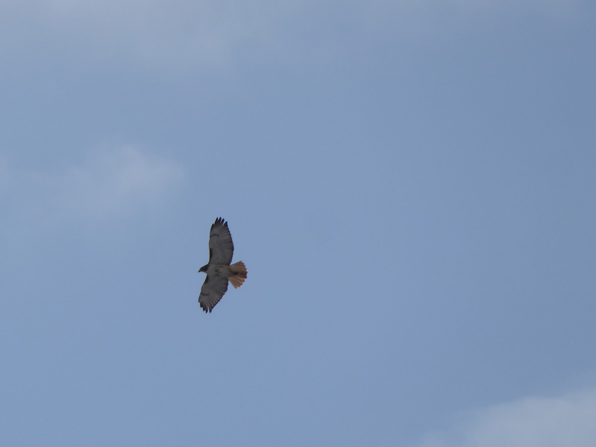 Zapelatz buztangorria - ML646967850