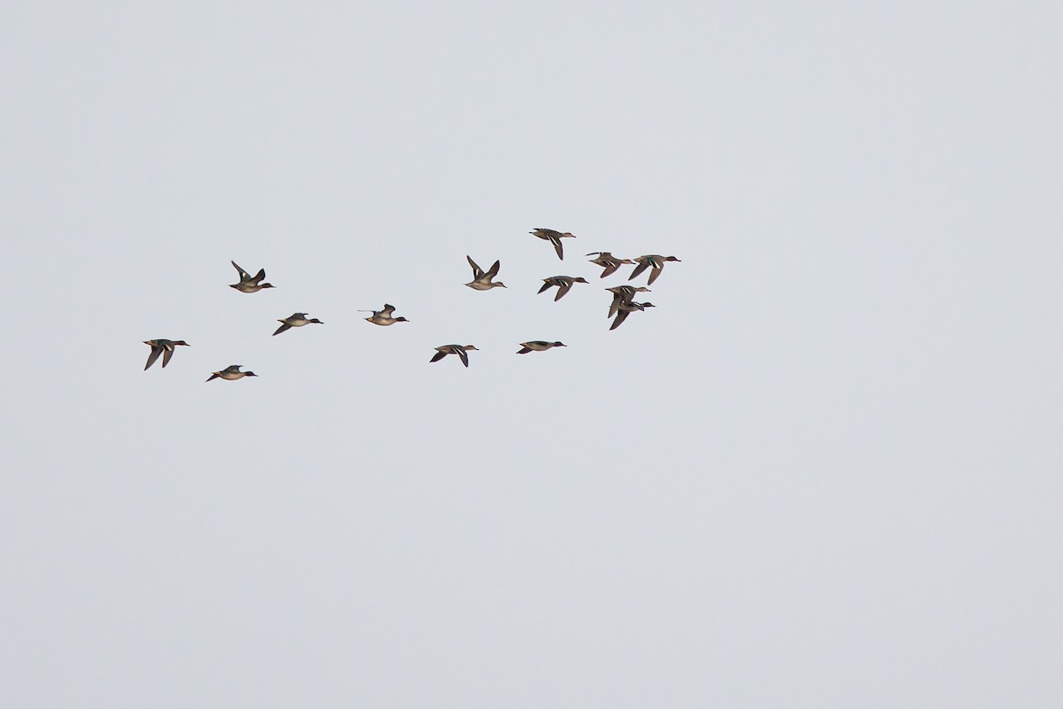 Cerceta Común - ML646967852