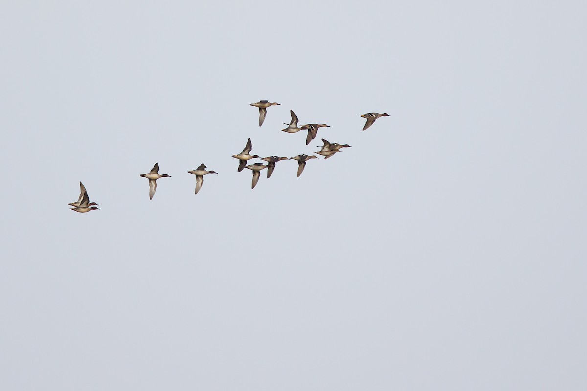 Cerceta Común - ML646967853