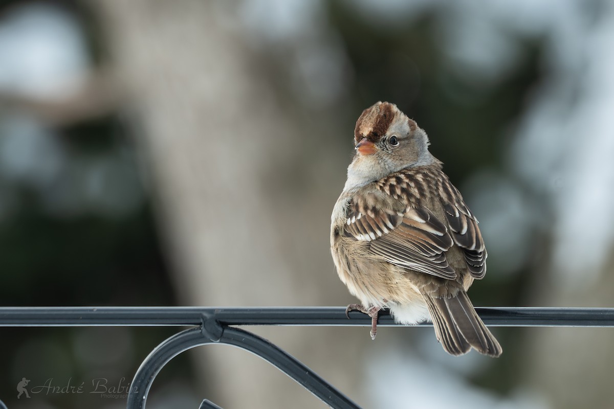 Porsuk Serçesi - ML646967854