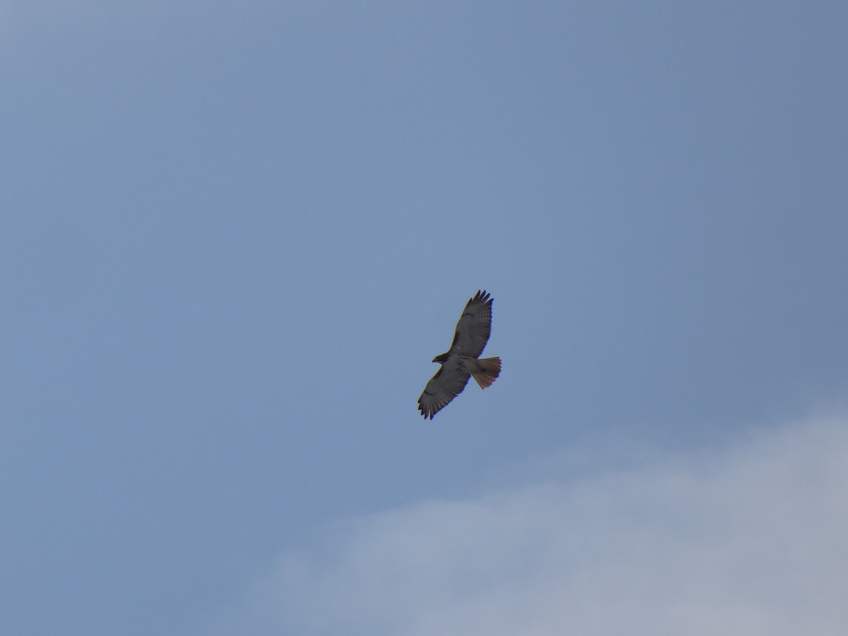 Zapelatz buztangorria - ML646967855