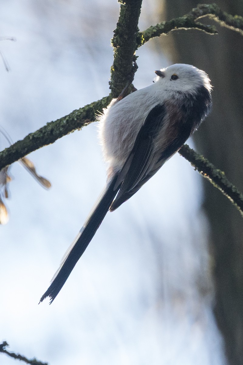 Uzun Kuyruklu Baştankara [europaeus grubu] - ML646967856