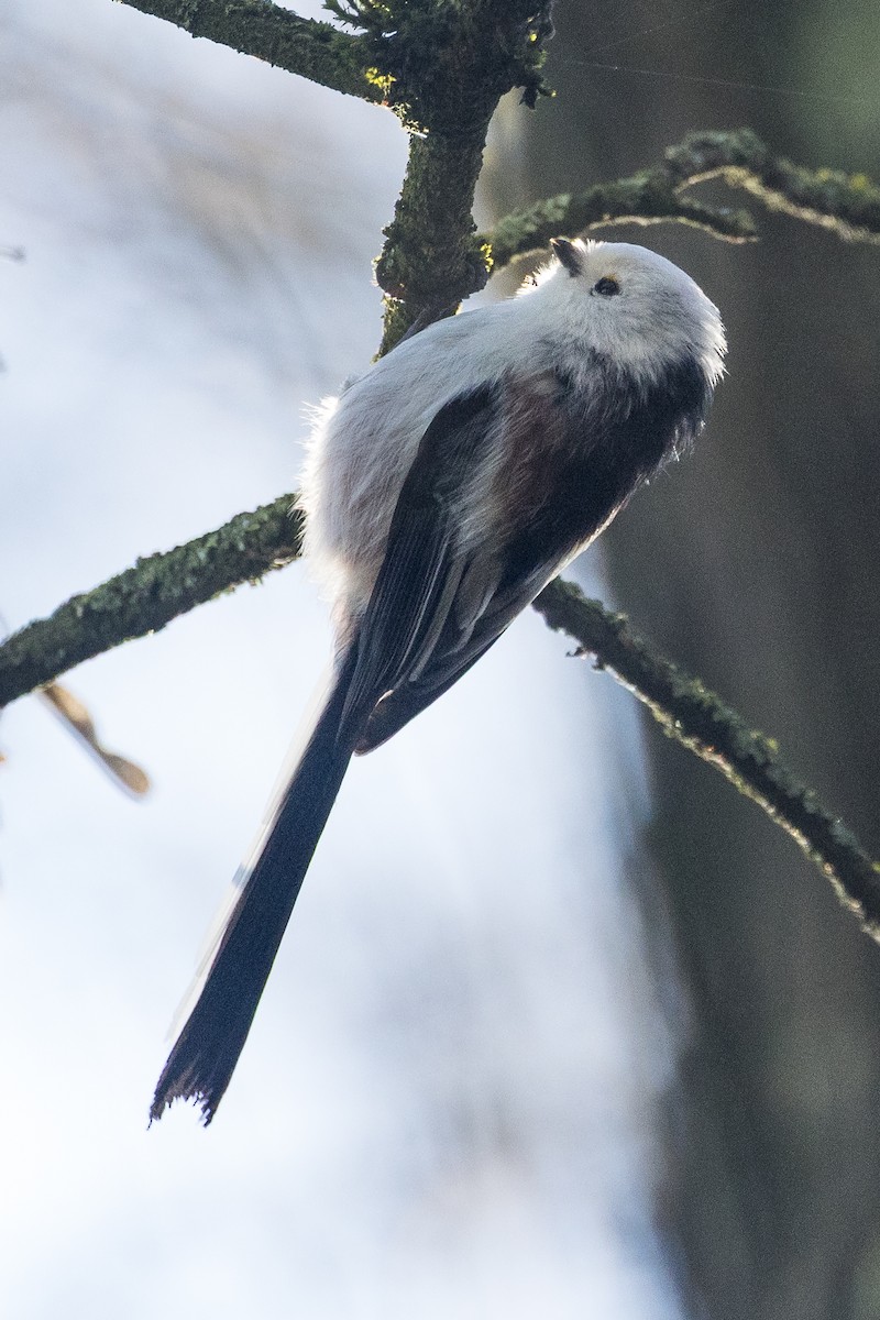 Uzun Kuyruklu Baştankara [europaeus grubu] - ML646967857