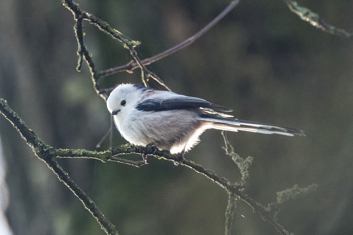 Uzun Kuyruklu Baştankara [europaeus grubu] - ML646967858