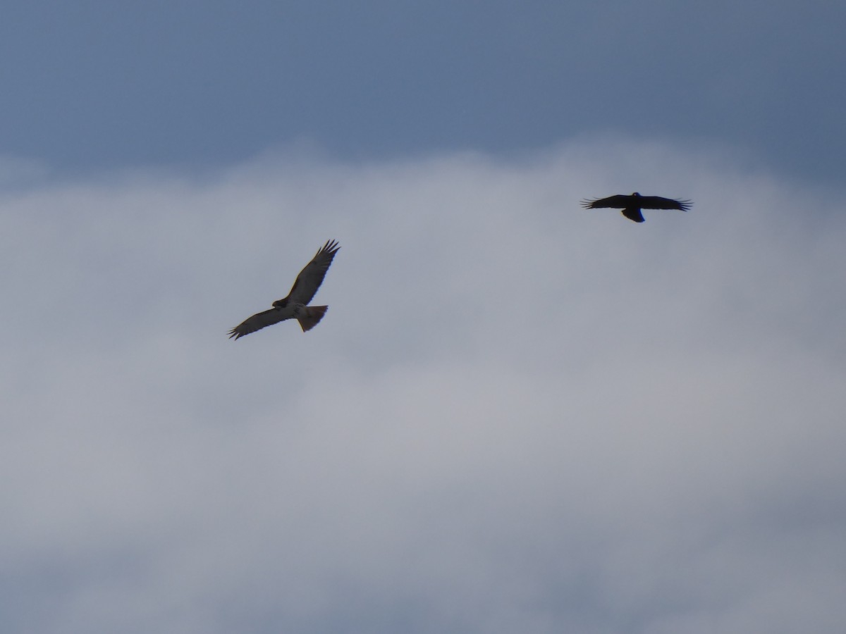 Zapelatz buztangorria - ML646967859