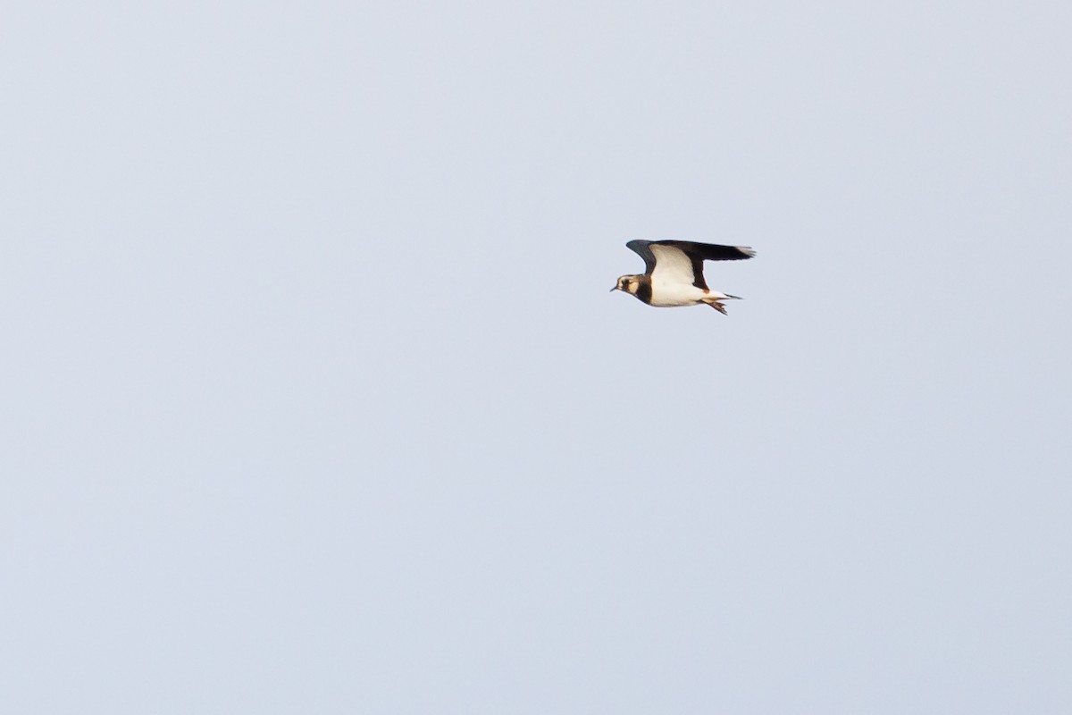 Avefría Europea - ML646967860