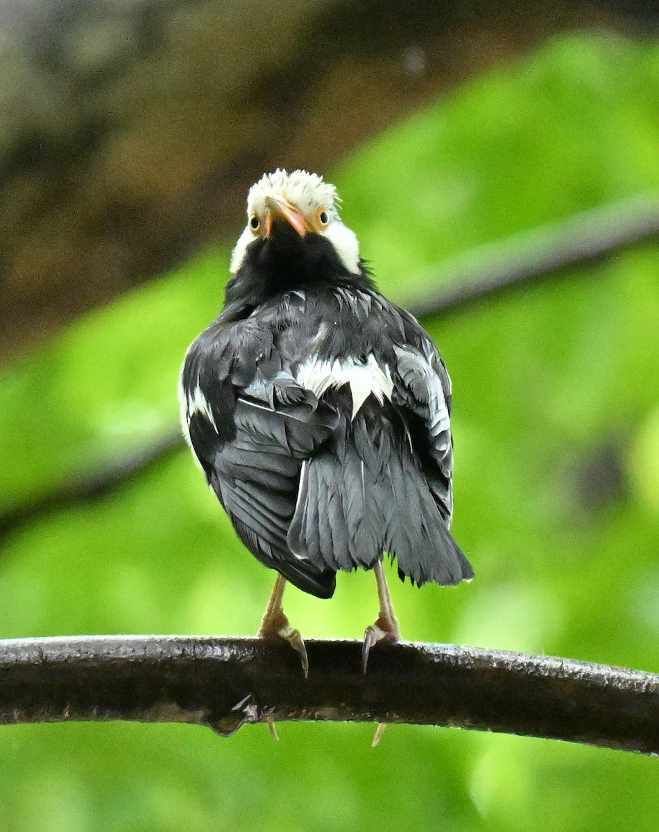 Siyam Alaca Sığırcığı - ML646967861