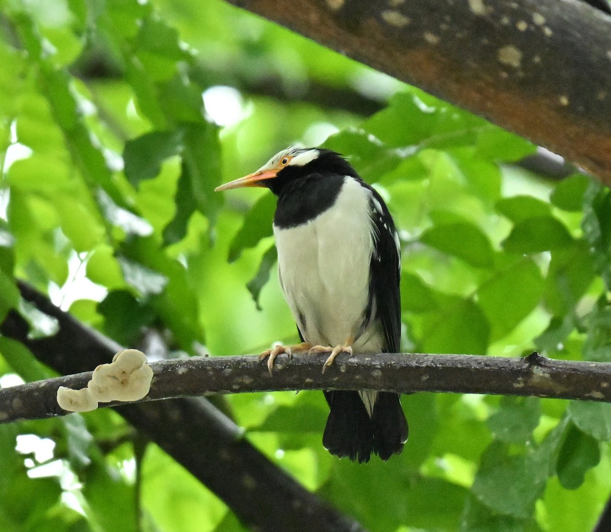 Siyam Alaca Sığırcığı - ML646967862