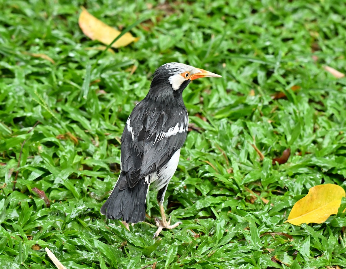 Siyam Alaca Sığırcığı - ML646967863