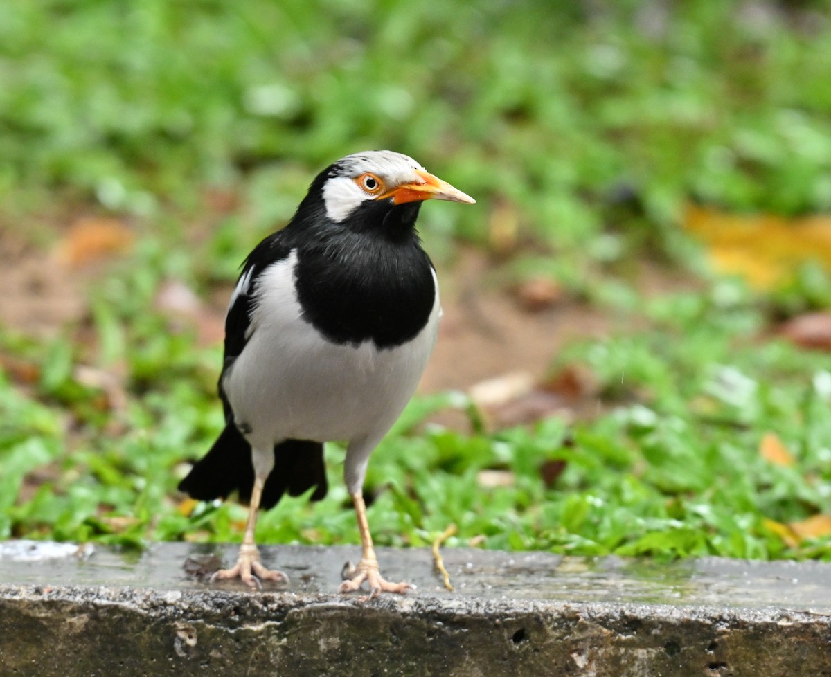 Siyam Alaca Sığırcığı - ML646967864