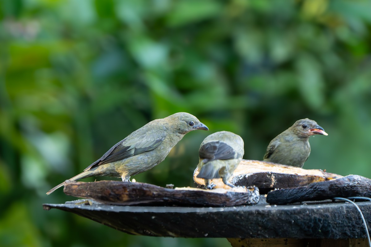 Palmiye Tangarası - ML646967865