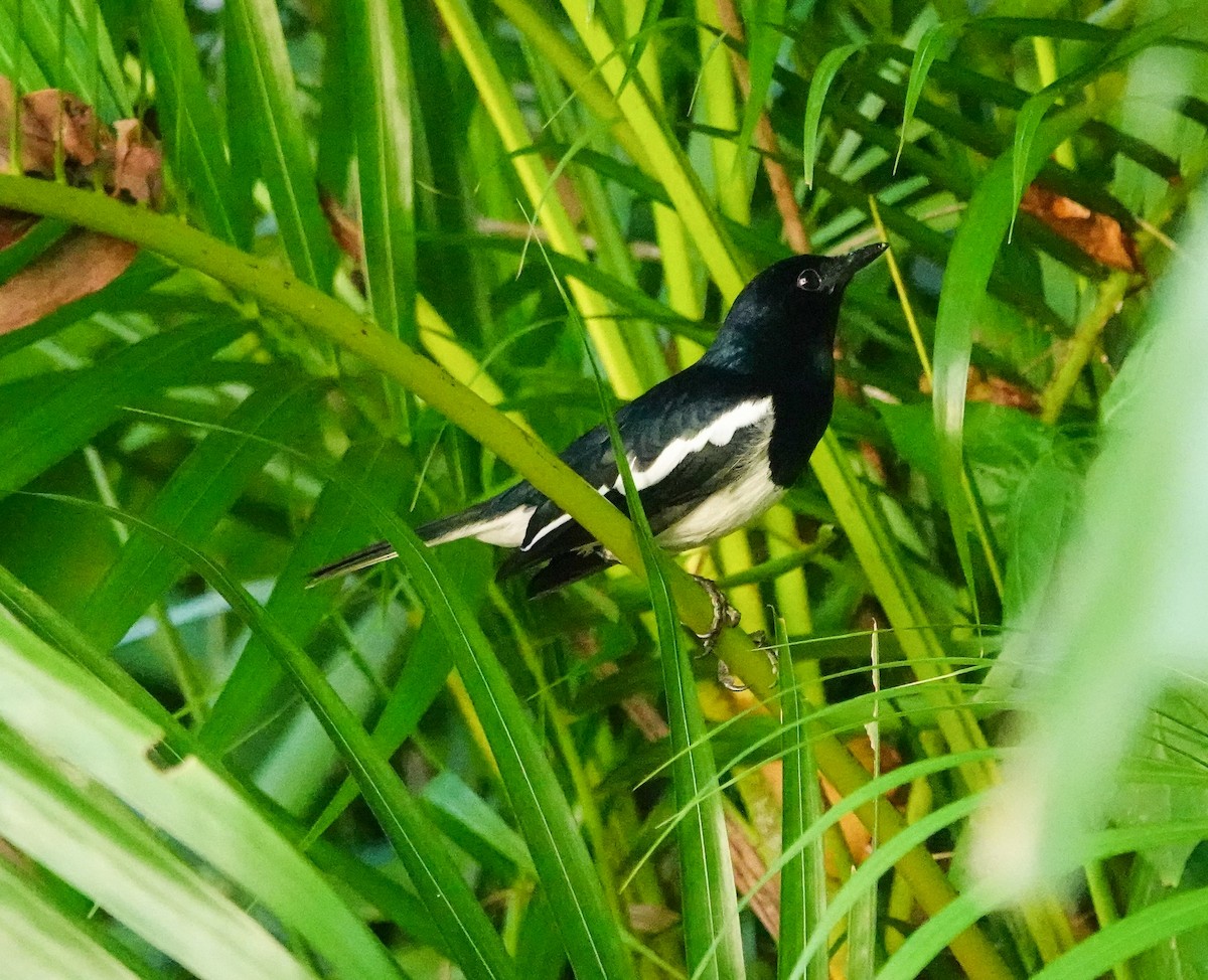 orientskjæreskvett (saularis gr.) - ML646967866