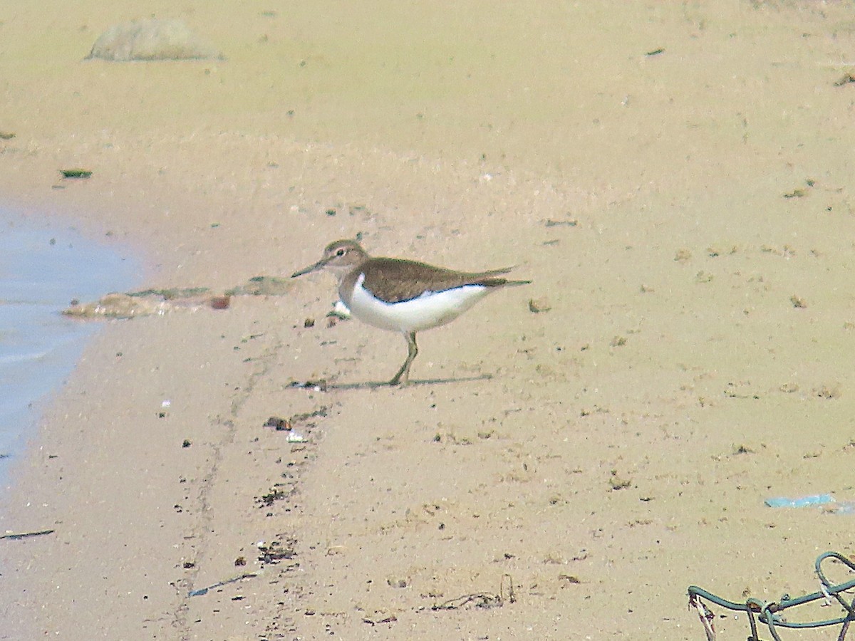 Dere Düdükçünü - ML646967867