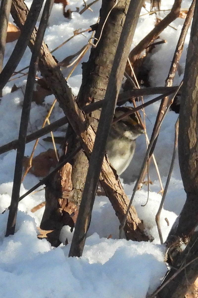 Ak Boğazlı Serçe - ML646967868