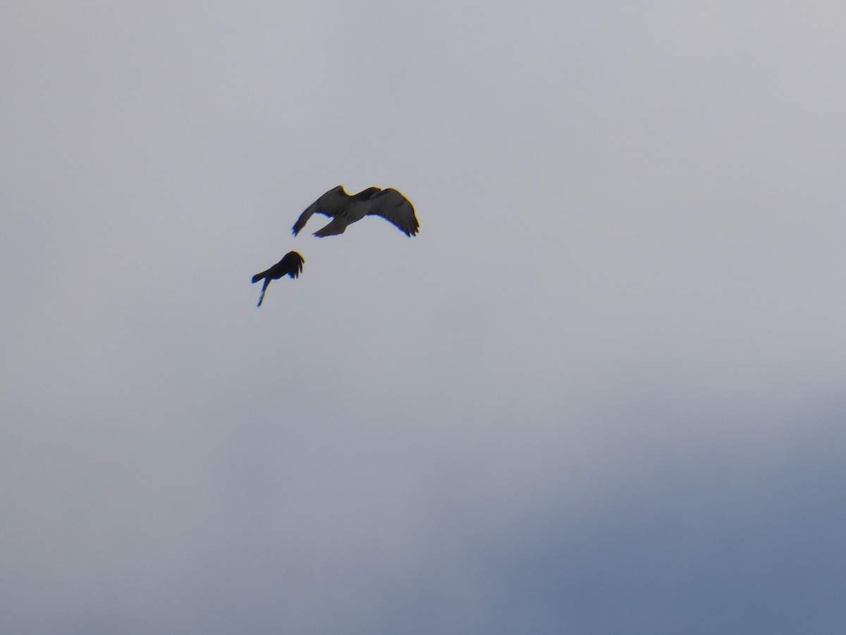 Zapelatz buztangorria - ML646967869