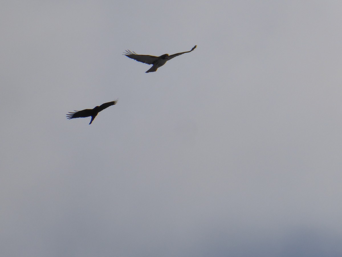 Zapelatz buztangorria - ML646967872